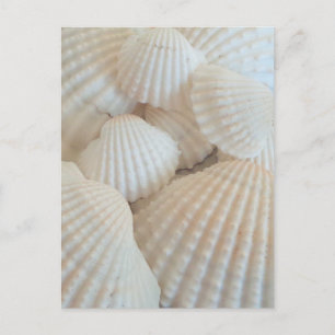 Carte Postale Sunny White Seashells, Summer Beach Exotic