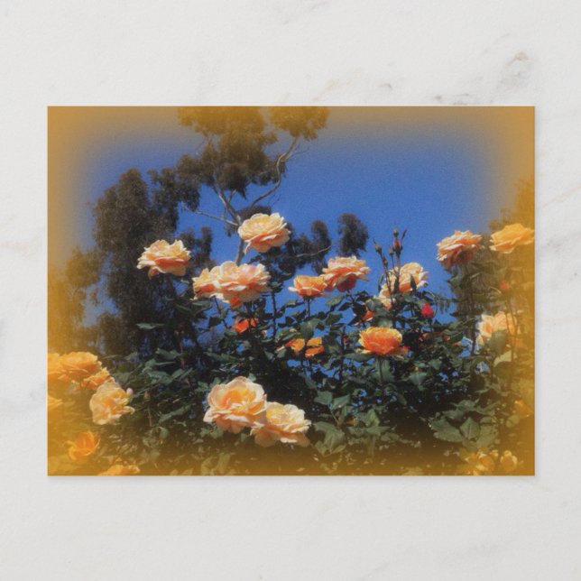 Carte postale Sunny Yellow Rose (Devant)