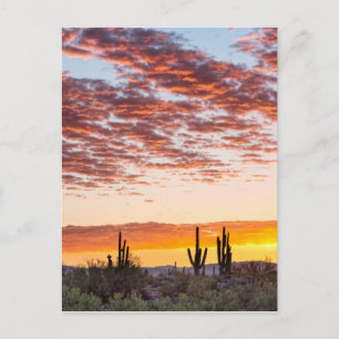 Carte Postale Sunrise du désert de Sonoran coloré