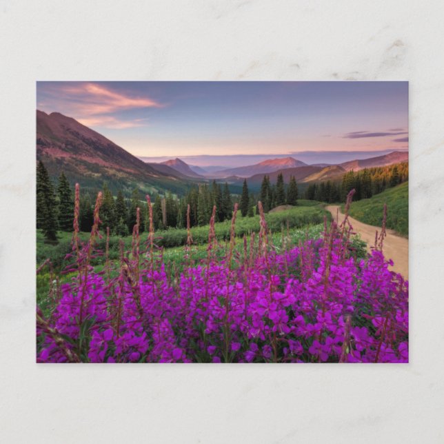 Carte Postale Sunrise fleur sauvage | Butte de crête, Colorado (Devant)