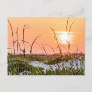 Carte postale Sunrise Oats de la mer de Floride