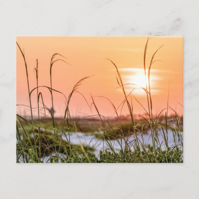 Carte postale Sunrise Oats de la mer de Floride (Devant)