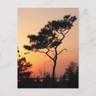 Carte postale Sunset