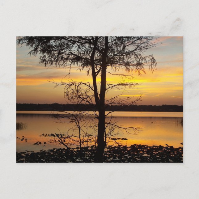 Carte postale Sunset 138 Floride (Devant)