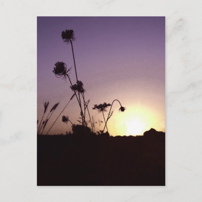 Carte postale Sunset Fleurs Sauvages (Devant)