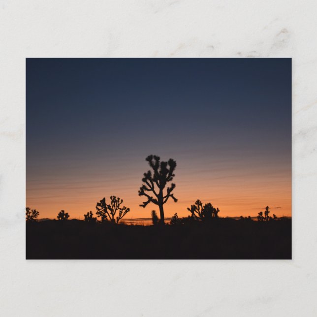 Carte Postale Sunset Joshua (Devant)