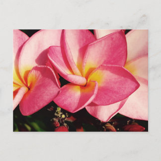 Carte Postale Sunset Plumeria hawaïenne Frangipani Trio