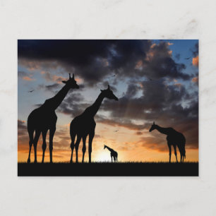 Carte Postale sunset safari wild animal giraffe silhouette