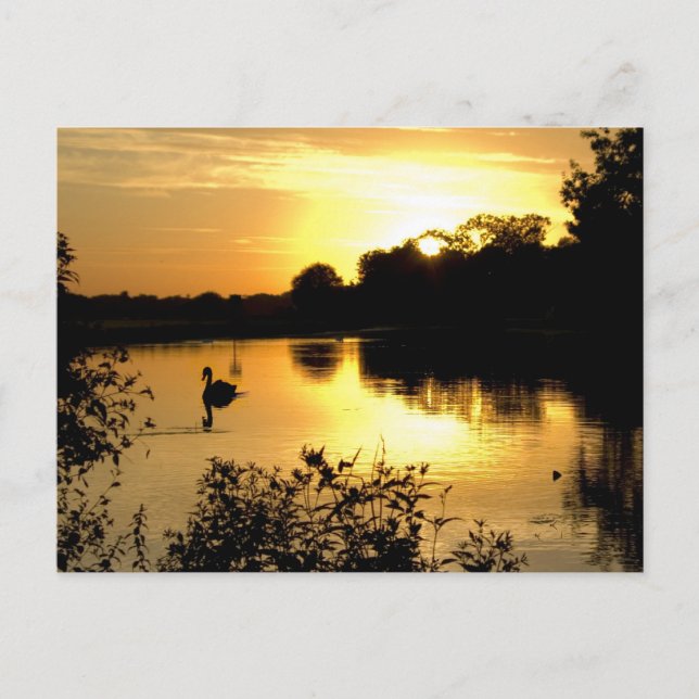 Carte Postale Sunset Swan Lake orange jaune (Devant)