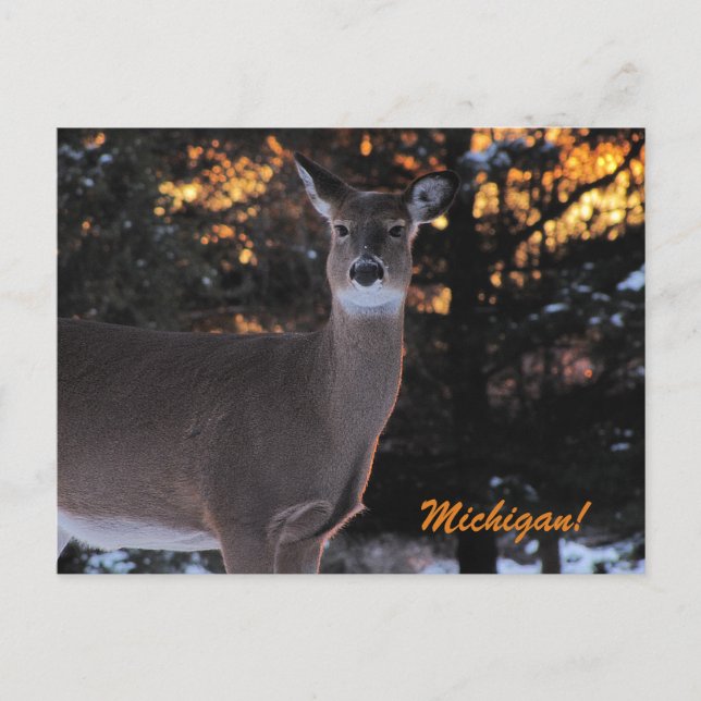 Carte Postale Sunset Whitetail (Devant)
