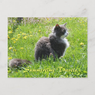 Carte postale Sunshine Cat