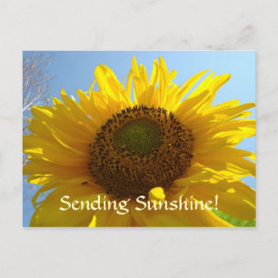 Carte postale SUNSHINE Sun Flower Cartes postales