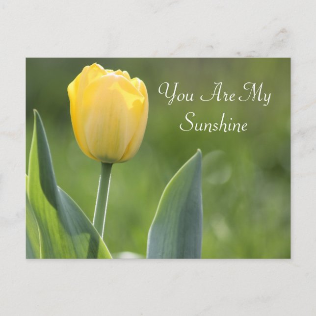 Carte Postale Sunshine Tulip Photographie (Devant)