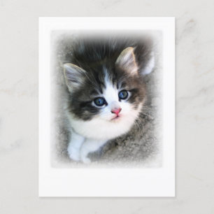 Carte Postale SUPER CUTE Kitten Portrait Photographie