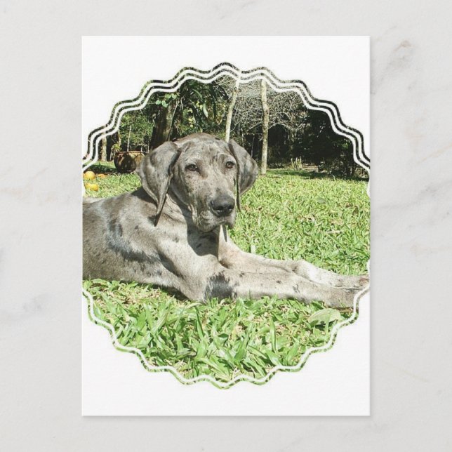 Carte postale Super Dane Puppy (Devant)
