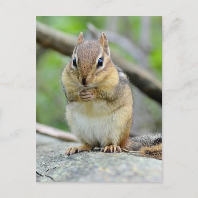 Carte Postale Super mignon Chipmunk Posing doux (Devant)