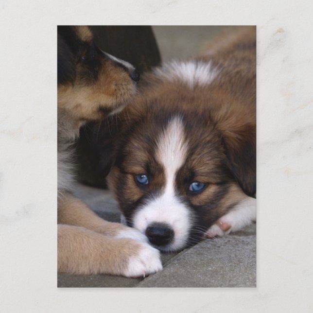 Carte Postale Super mignonne Chien Australien (Devant)