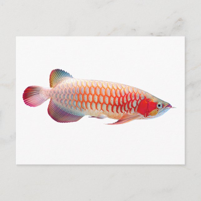 Carte Postale Super Red Arowana (Devant)