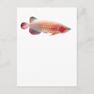 Carte Postale "Super Red Arowana"の 優 良 製 2