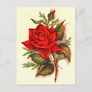 Carte Postale Superbe Bouquet de roses rouges victoriennes