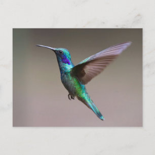 Carte Postale Superbe colibri en vol