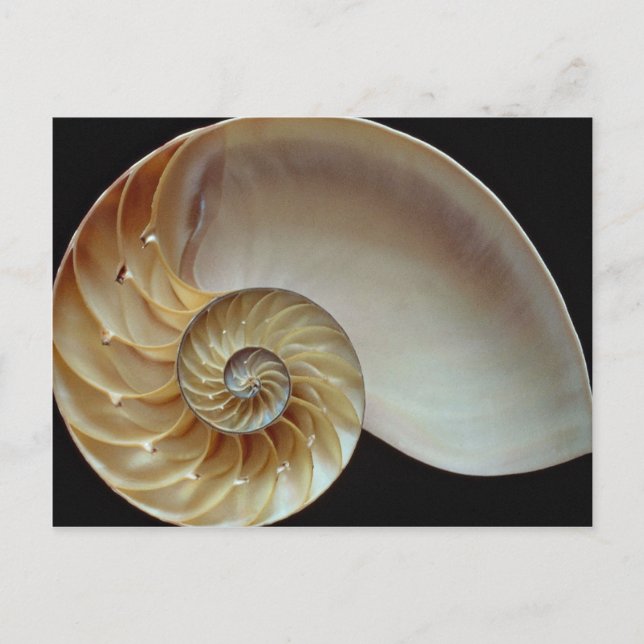 Carte Postale Superbe coquille de Nautilus (Devant)