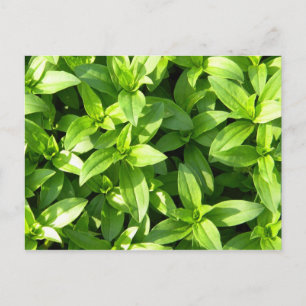 Carte Postale Superbe couverture