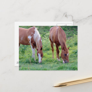Carte Postale Superbe hongre alezan Jument paint