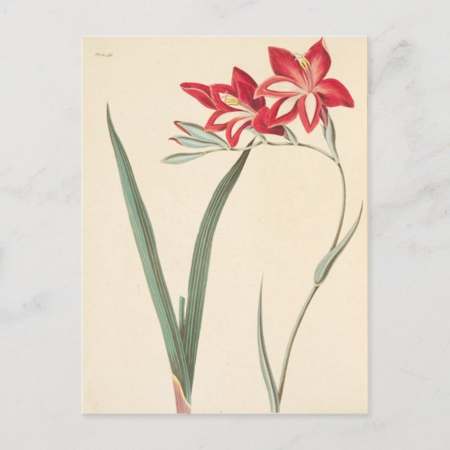 Carte Postale Superbe Iris du Maïs (Devant)