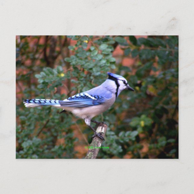 Carte Postale Superbe Jay Bleu (Devant)