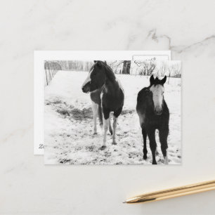 Carte Postale Superbe jument et poulain Paint Horse en hiver