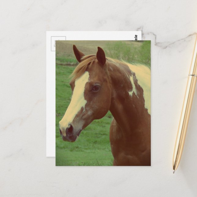 Carte Postale Superbe jument Paint Horse de printemps (Devant/Arrière en situation)