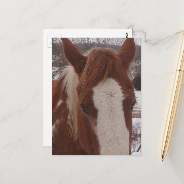 Carte Postale Superbe jument Paint Horse d'hiver (Devant/Arrière en situation)