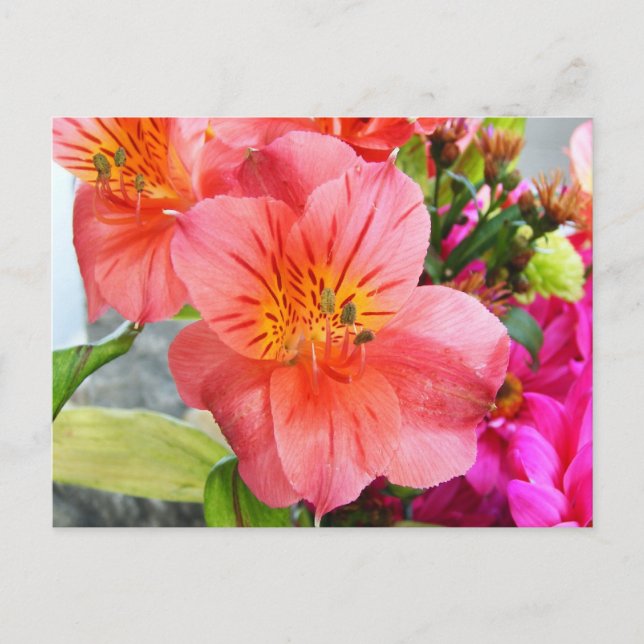 Carte Postale Superbe Lily (Devant)