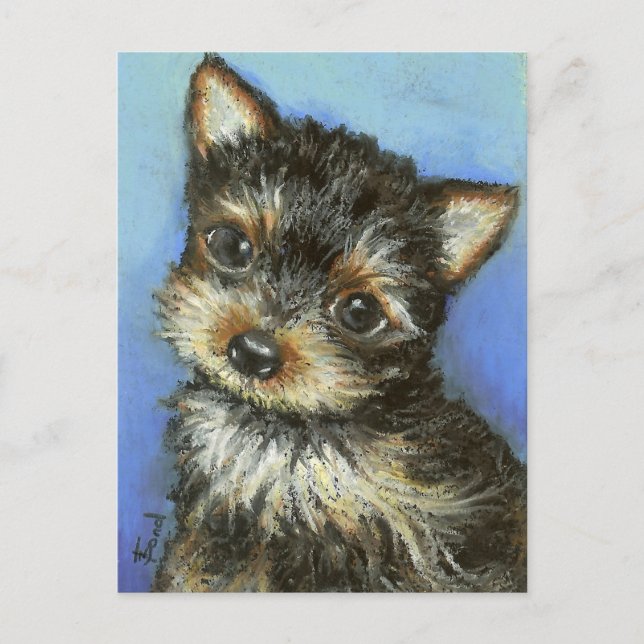 Carte Postale Superbe petite Yorkie (Devant)