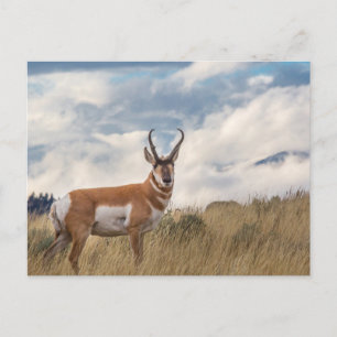 Carte Postale Superbe Pronghorn