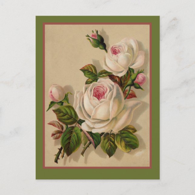 Carte Postale Superbe Redoute White Roses (Devant)