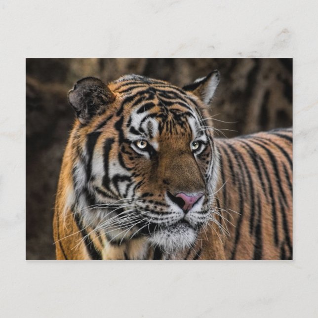 Carte Postale Superbe Tigre Sleek Wildcat Face (Devant)