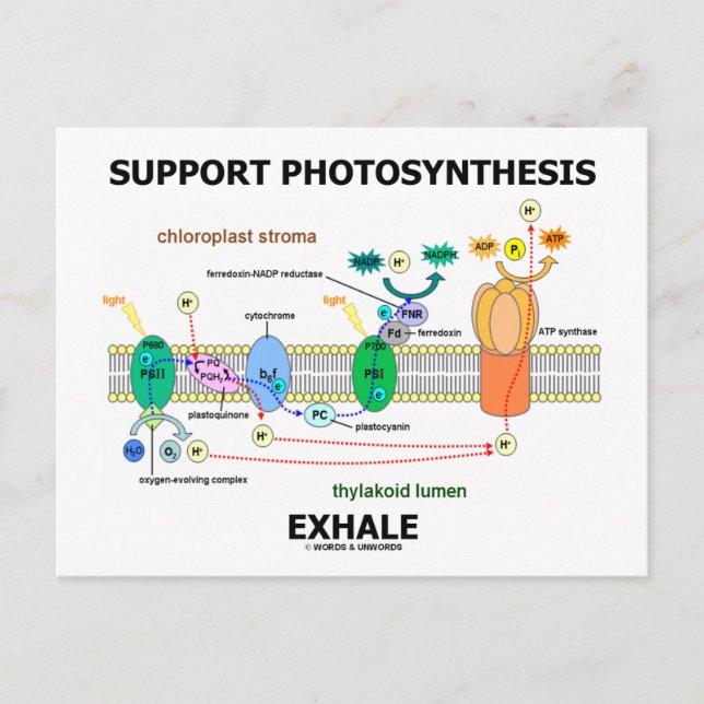 Carte Postale Support Photosynthèse Exhale (Humour de biochimie) (Devant)