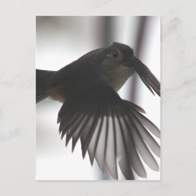 Carte Postale Sur l'aile (Devant)