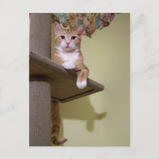 Carte Postale sur l'arbre du chat