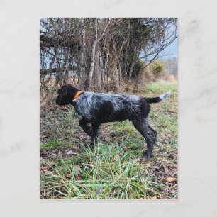 Carte Postale Sur le chiot de point