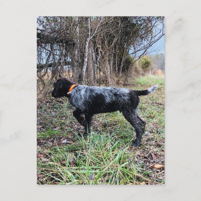 Carte Postale Sur le chiot de point (Devant)