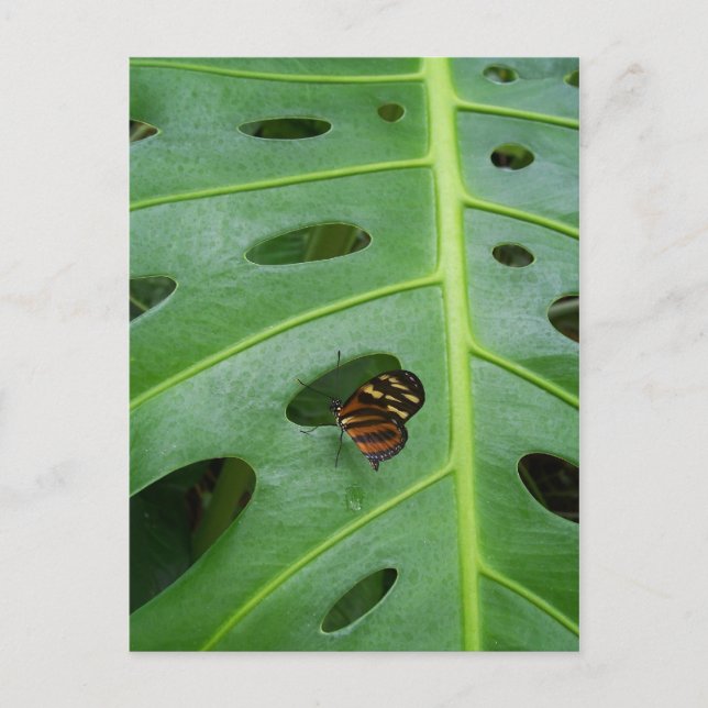 Carte Postale Sur le vert (Devant)