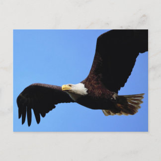 Carte Postale Sur les ailes d'aigle