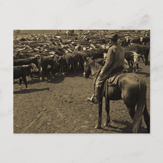 Carte Postale Sur les plaines du Texas sous les cieux du bleu (Devant)