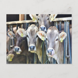Carte Postale Sur Les Vaches De Ferme