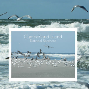 Carte Postale Surf aux oiseaux, côte nationale de l'île Cumberla