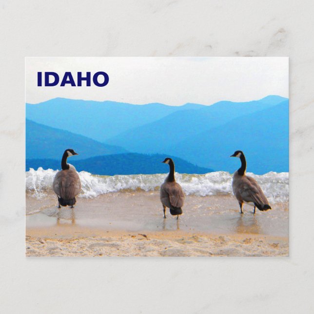 Carte Postale SURF ! - Oies (Devant)