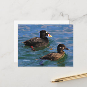 Carte Postale Surf Scoter Conflit aux bords de la jetée